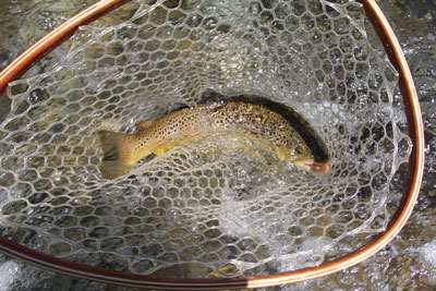 Brown Trout in the Net