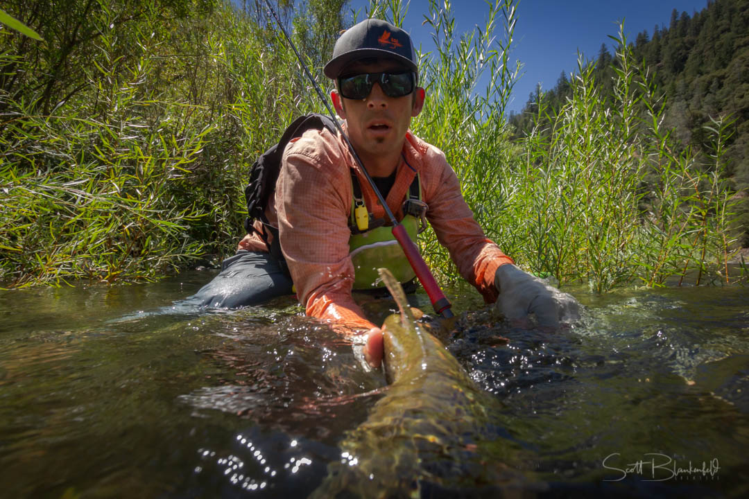 Robby Hogg in Drought Trout Willows, By Scott Blankenfeld